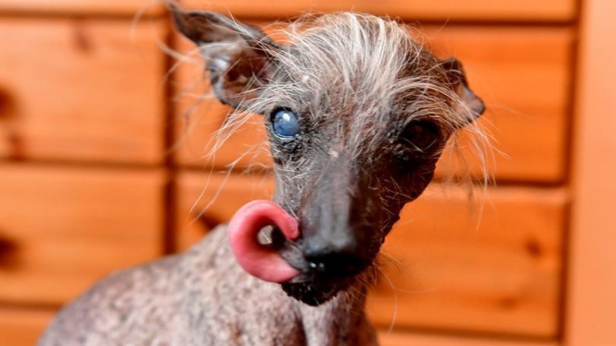 Китайская хохлатая сутулая