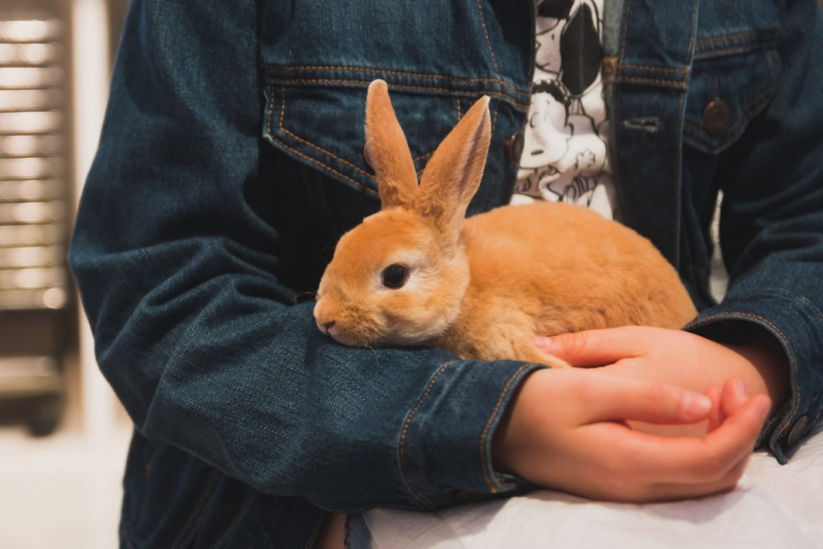 Оранжевый кролик