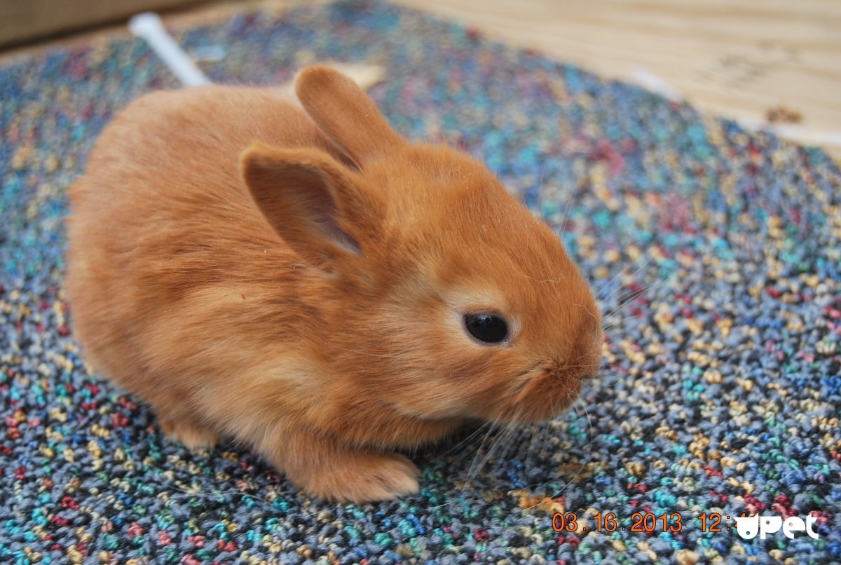 Рыжий карликовый кролик