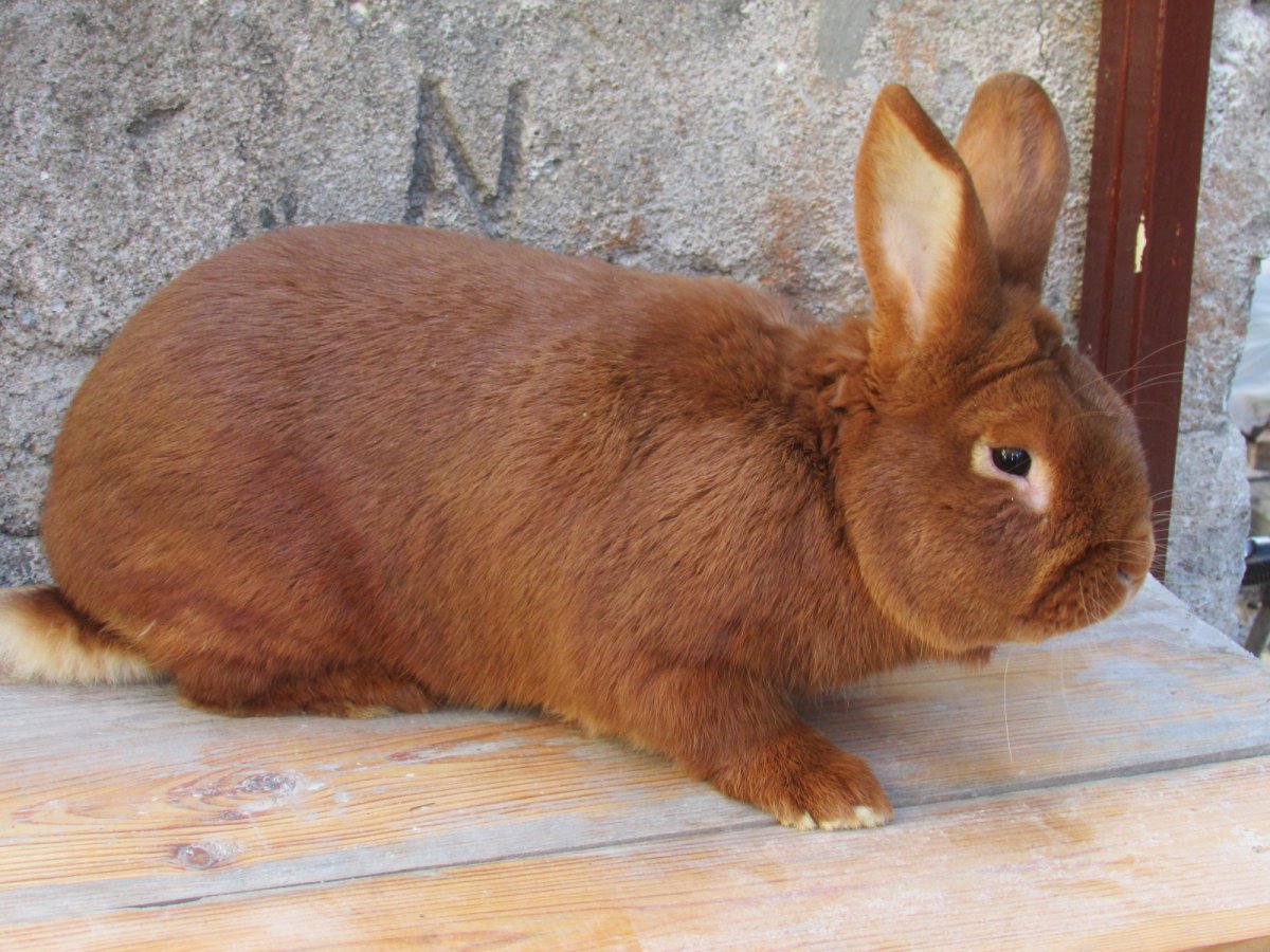Кролик рыжий великан