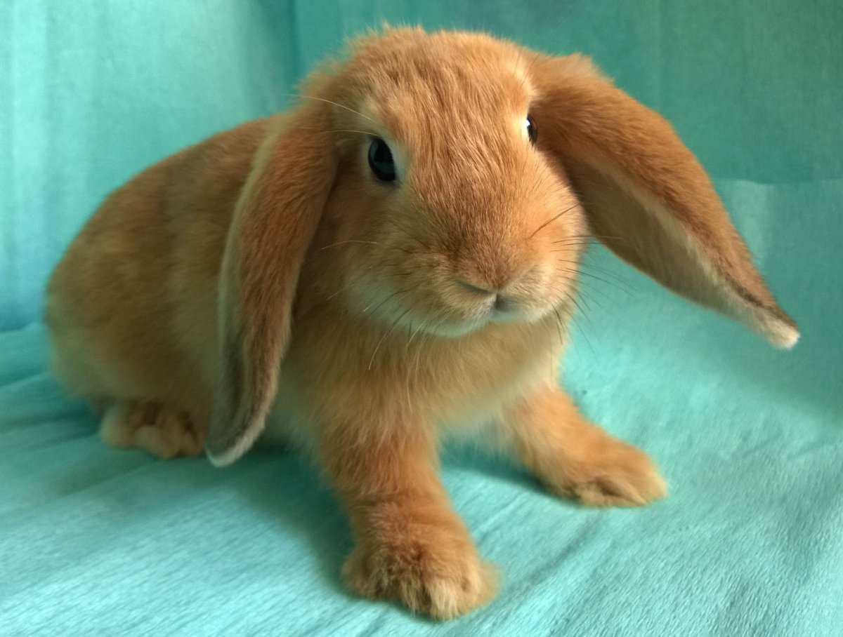 Вислоухий кролик голландский баран