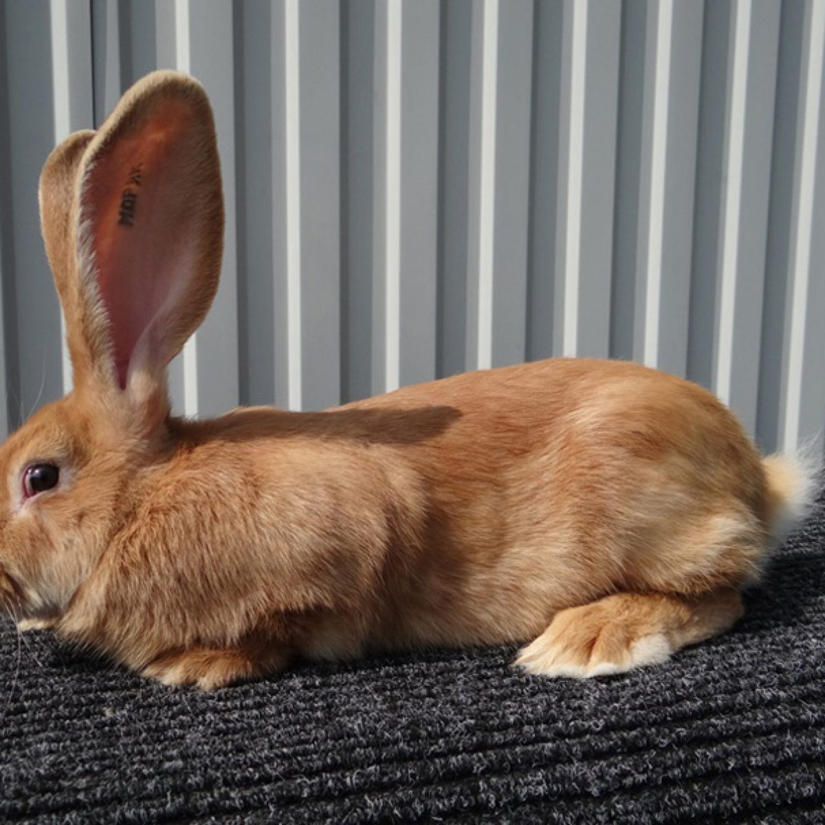 Ризен + новозеландский кролик