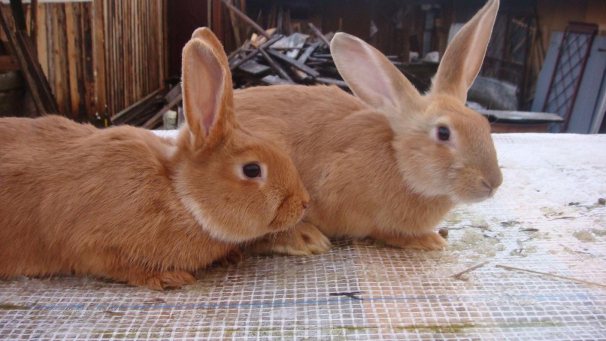 Кролики новозеландской породы
