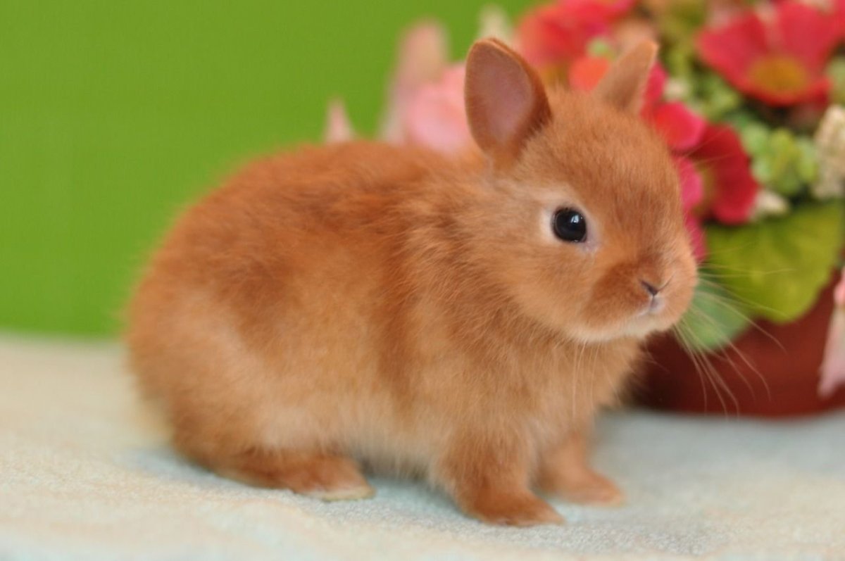 Кролик Пигмей рыжий