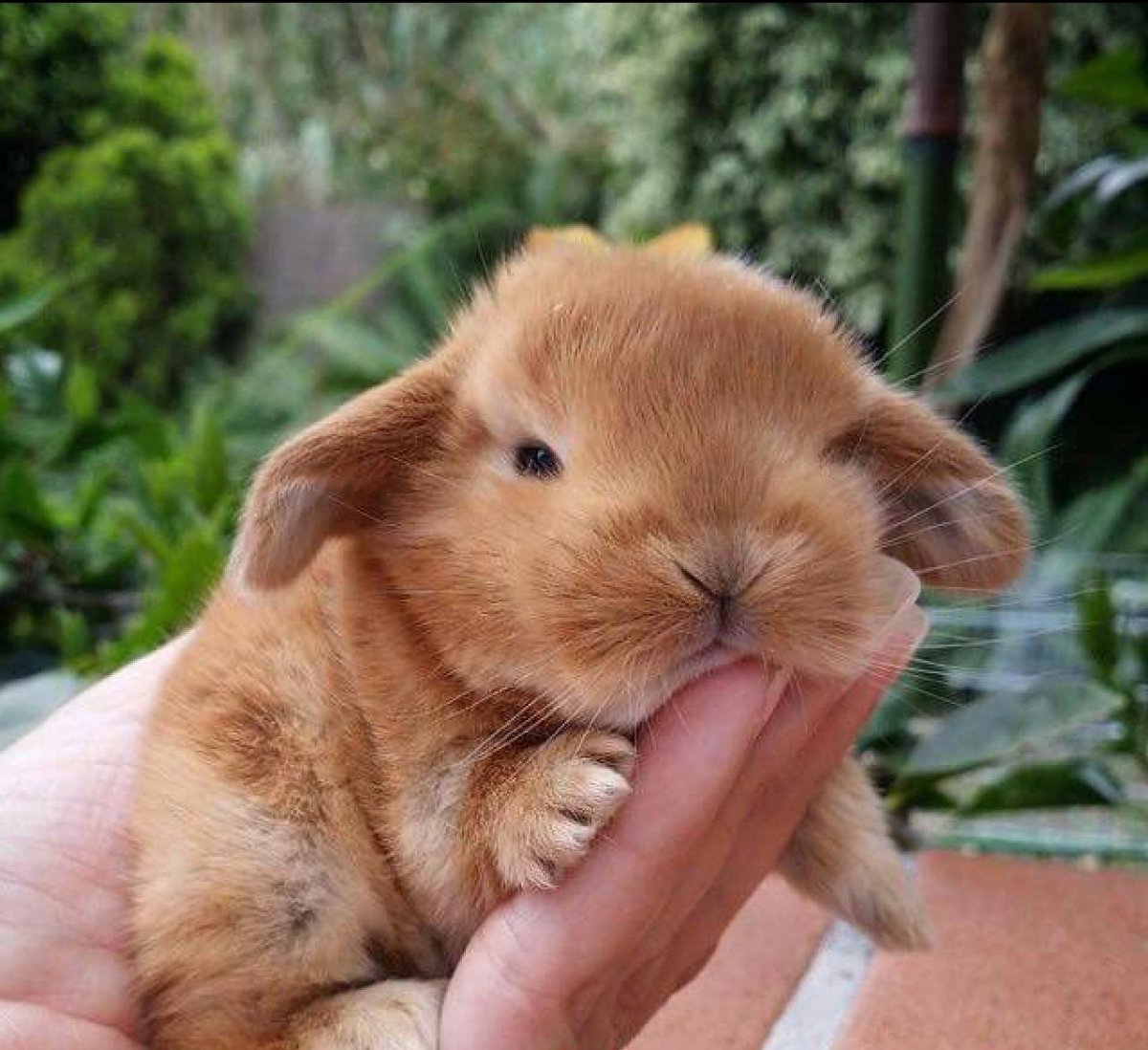 Кролик Минилоп рыжий