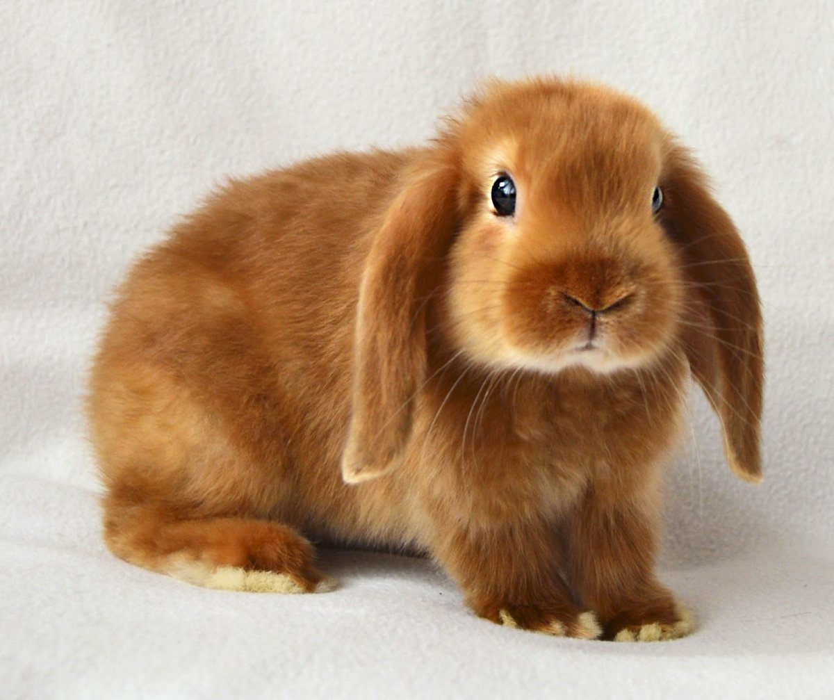 Карликовый баран кролик