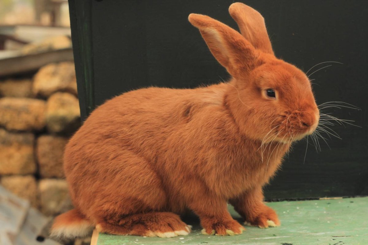 Новозеландский красный кролик