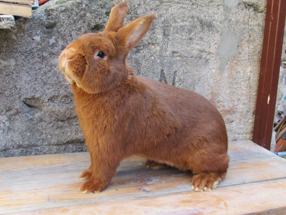 Кролики НЗК красные