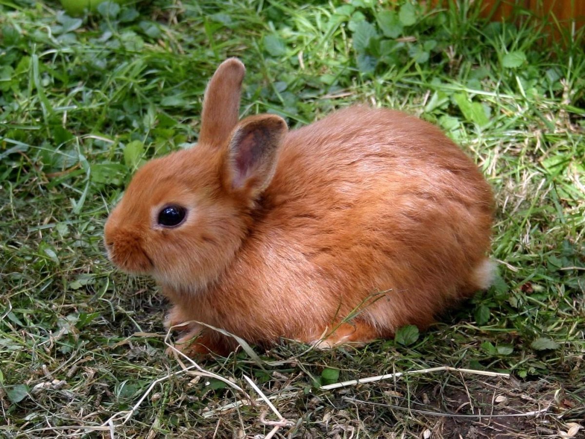 Кролик Пигмей рыжий