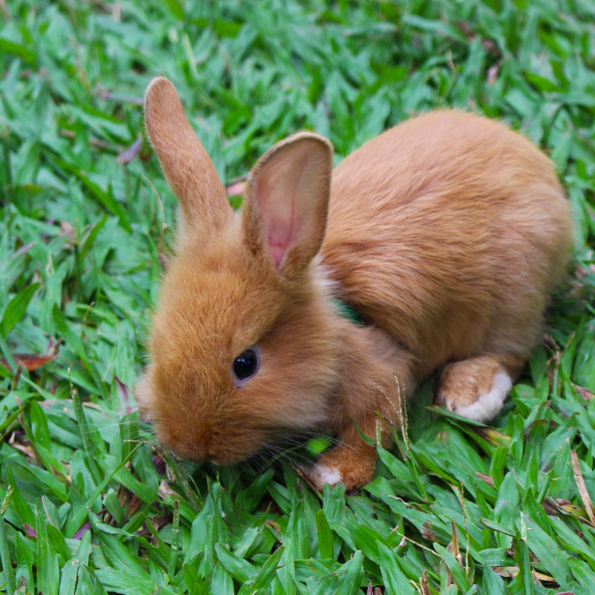 Рыжая Зайка