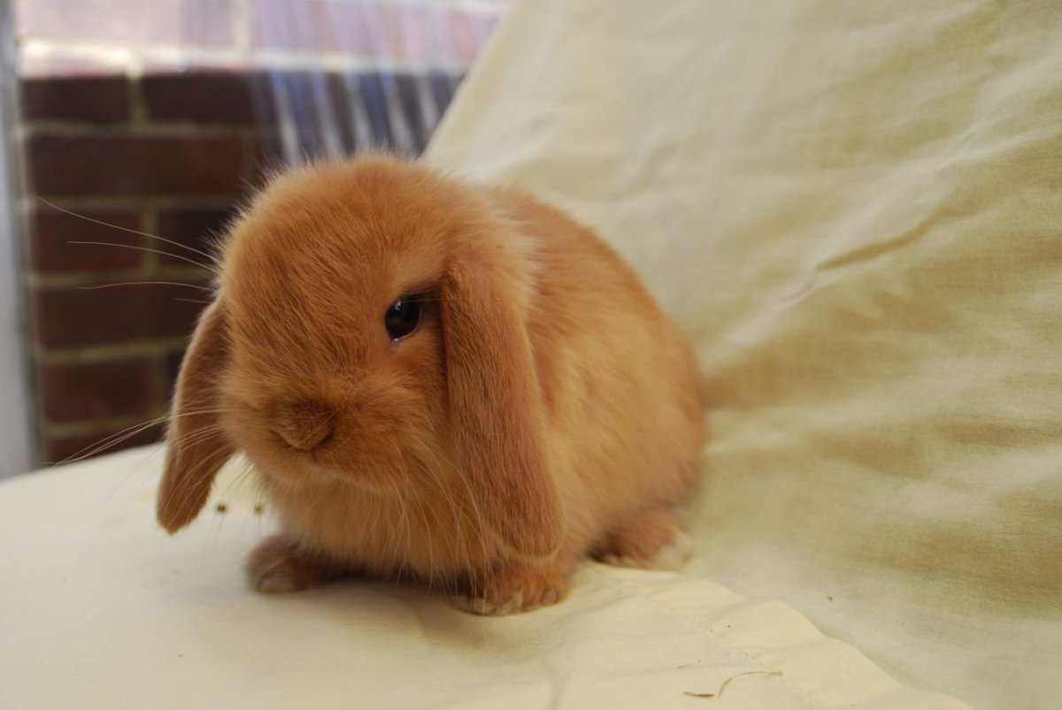 Рыжий вислоухий кролик