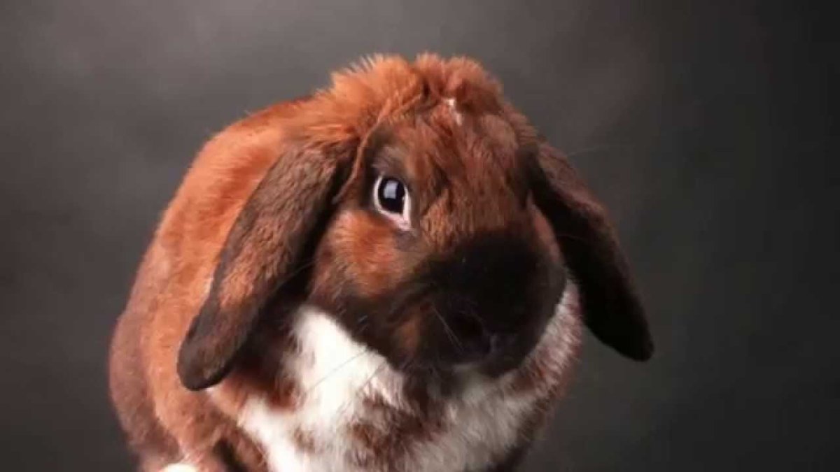 Вислоухий кролик голландский баран