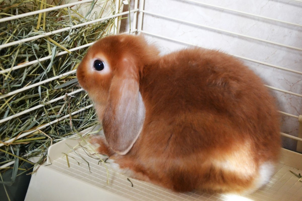Кролик вислоухий баран рыжий