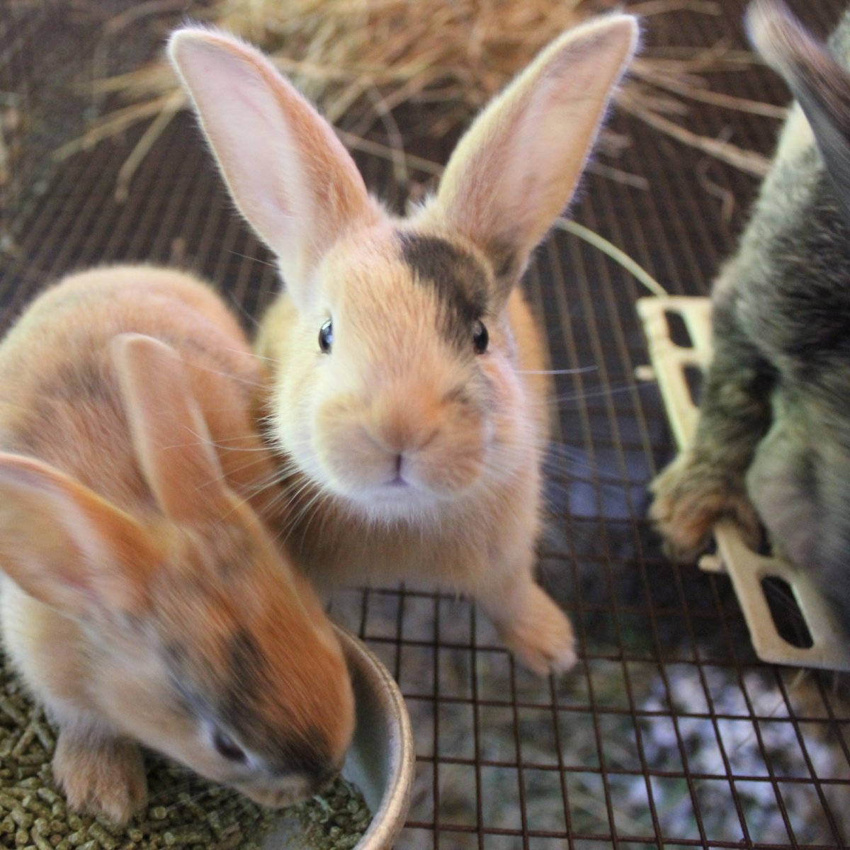 Серо рыжий кролик