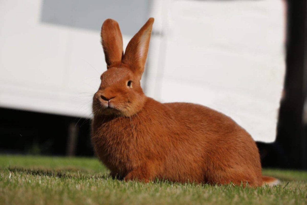 Кролик новозеландский рыжий