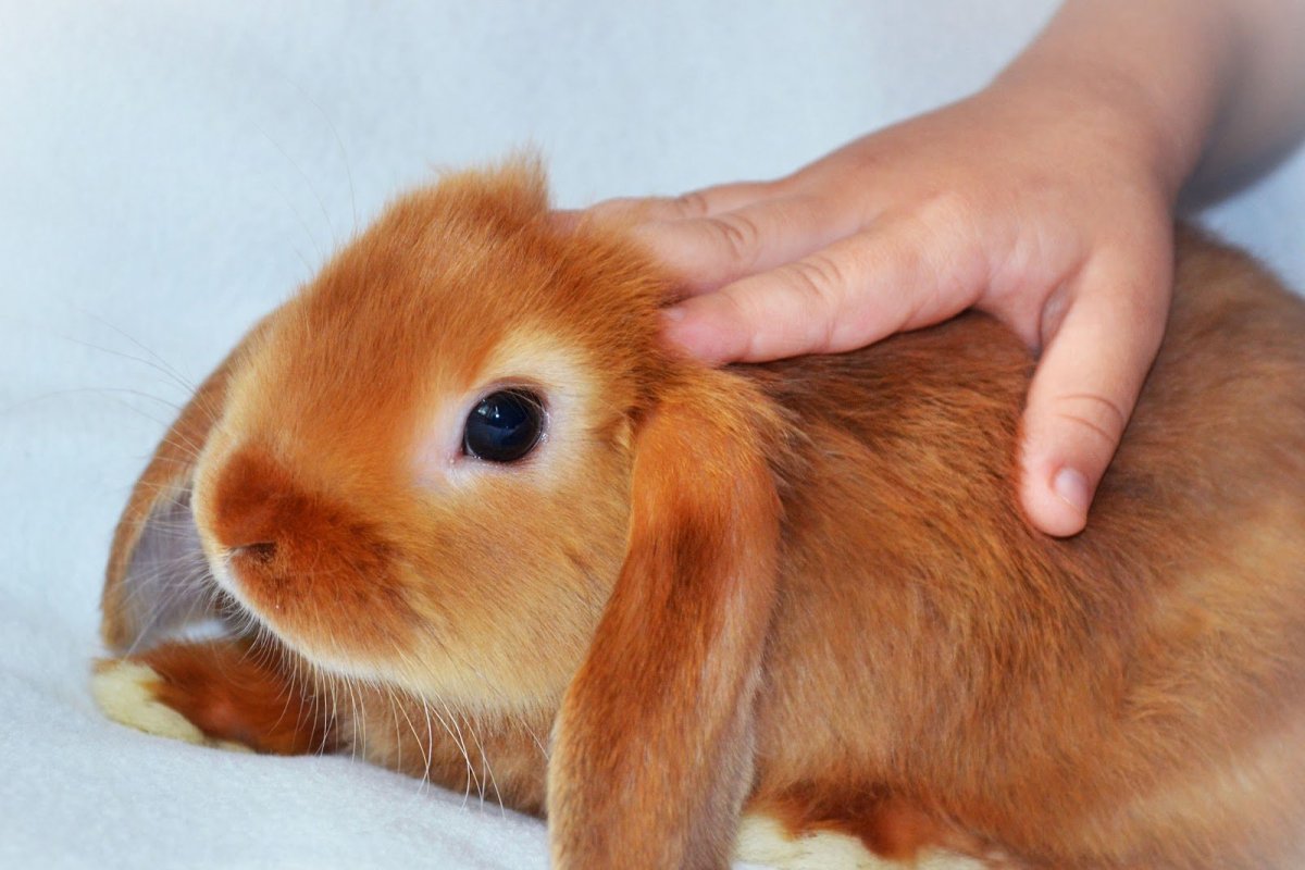 Кролик вислоухий баран рыжий