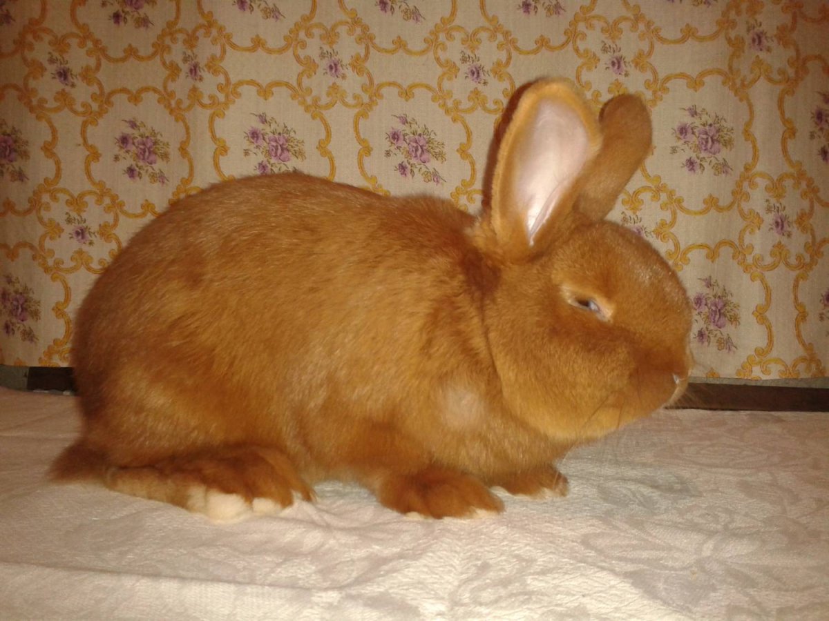 Кролик рыжий великан