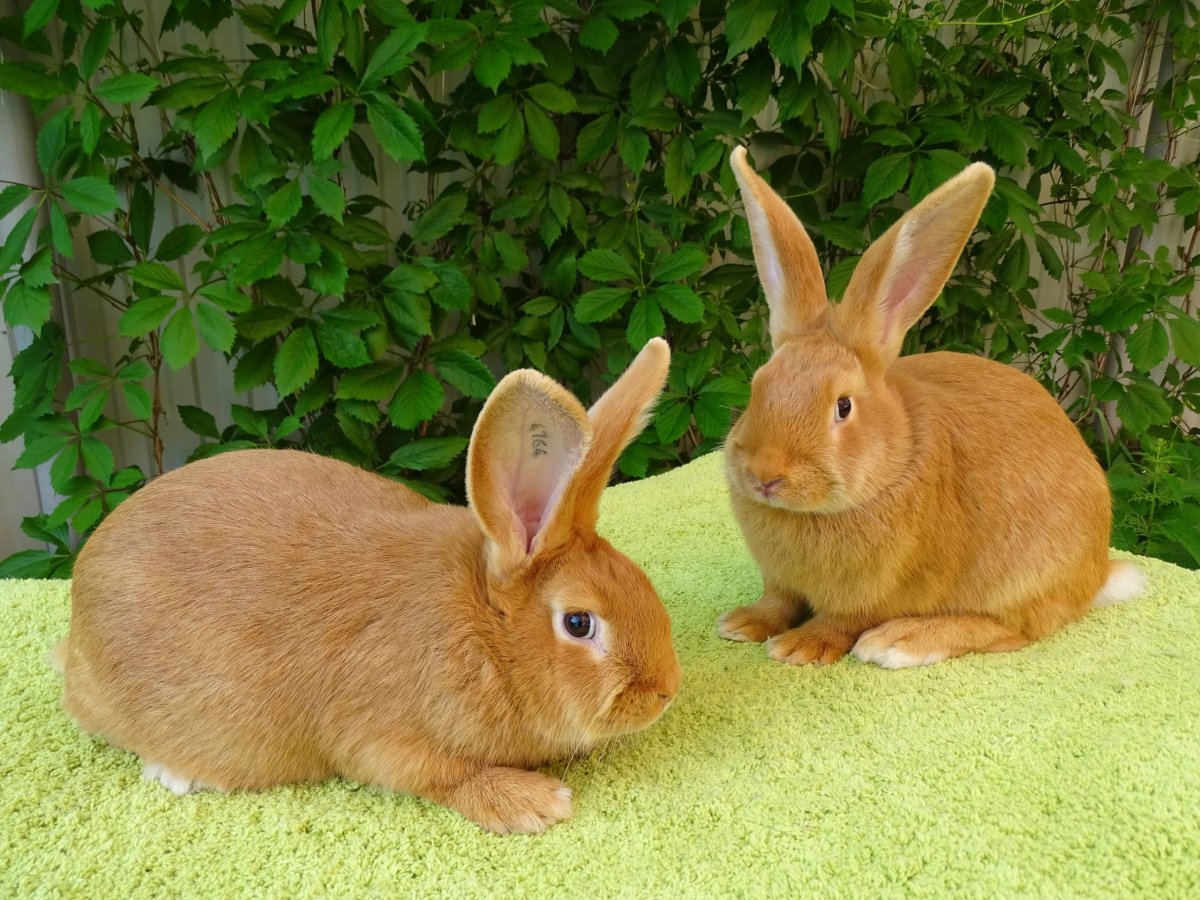 Кролики бургундской породы