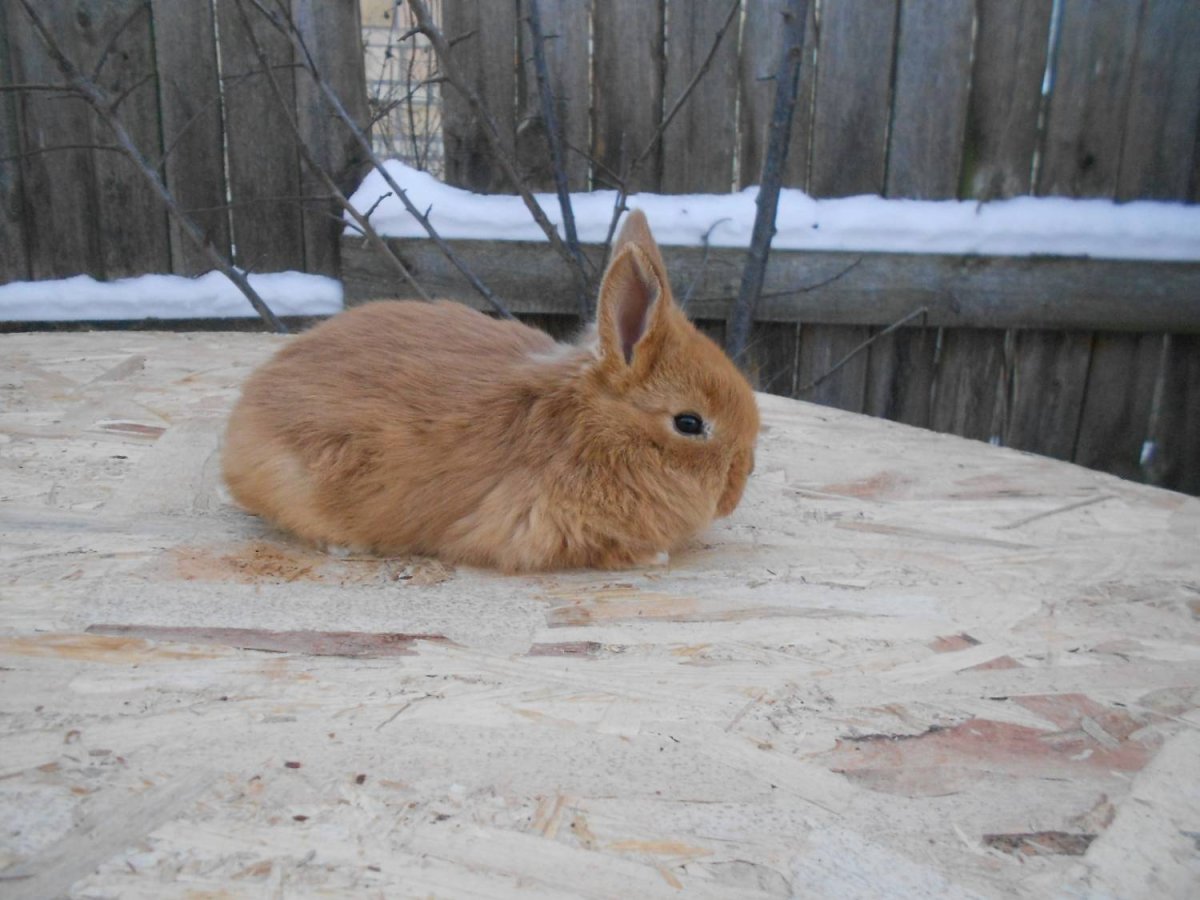 Кролик домашний рыжий