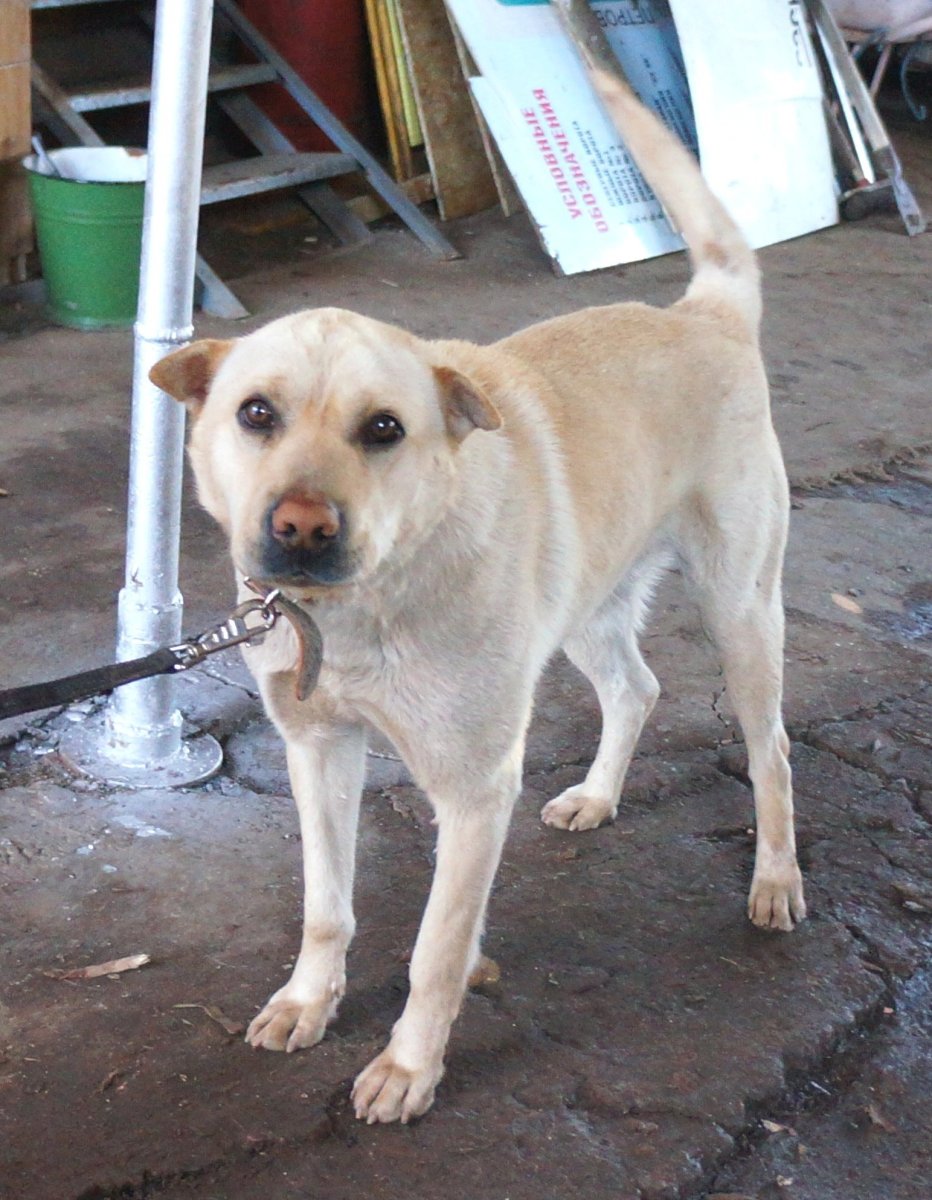 Алабай гладкошерстный