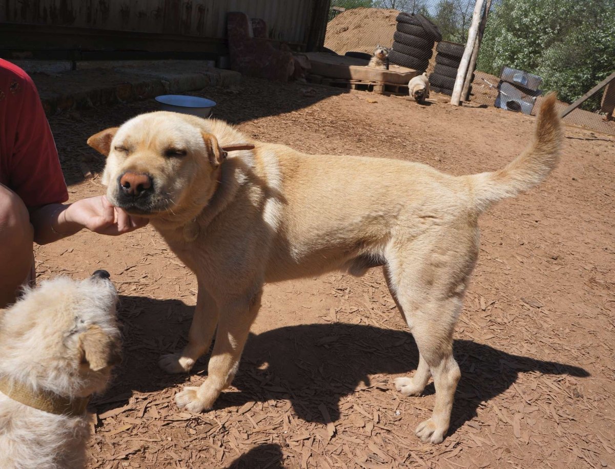 Помесь алабая и дворняги