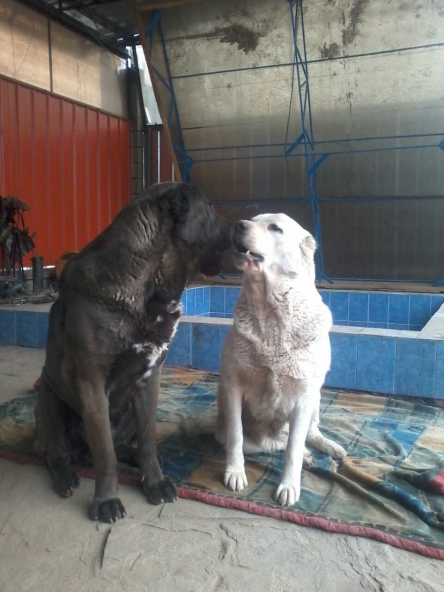 Метис алабая и лабрадора