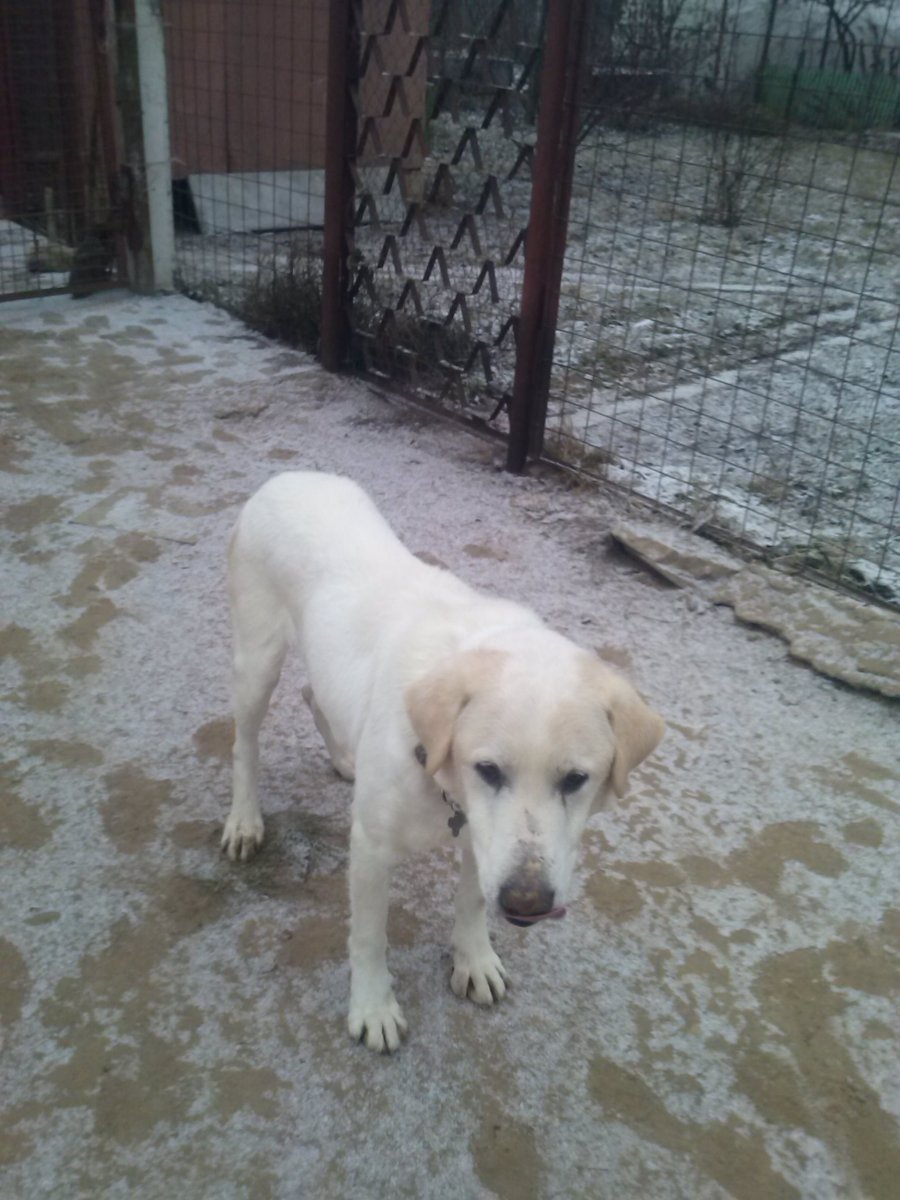 Помесь лабрадора и алабая