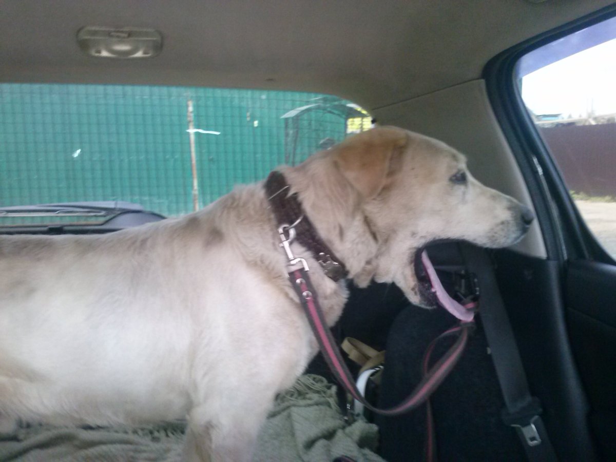 Метис алабая и лабрадора