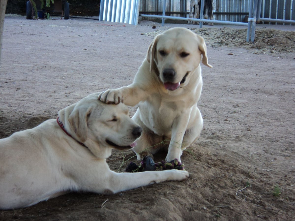 Алабай шарпей смесь