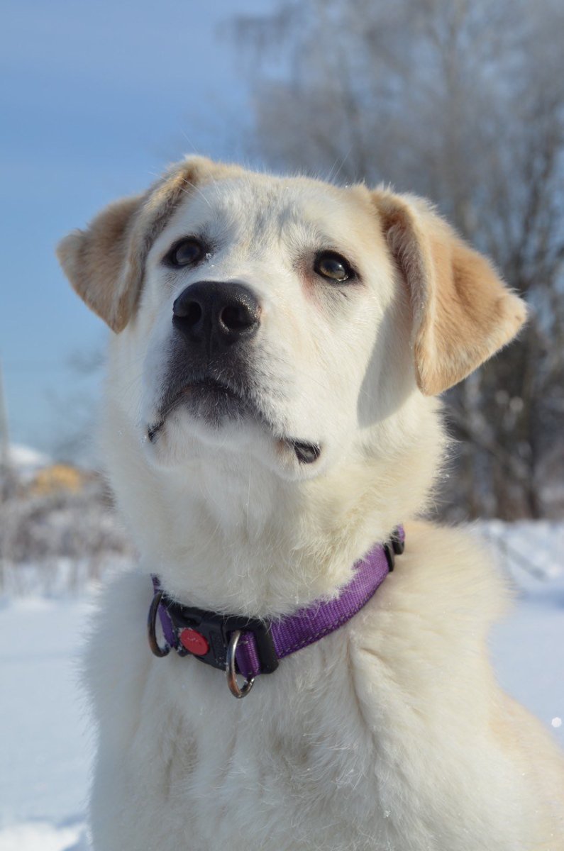 Повесть лабрадора и алабая