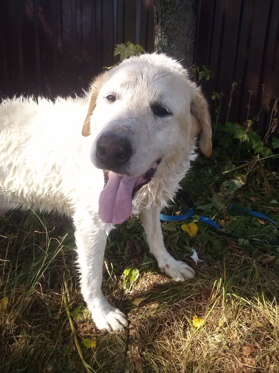 Метис алабая и лабрадора