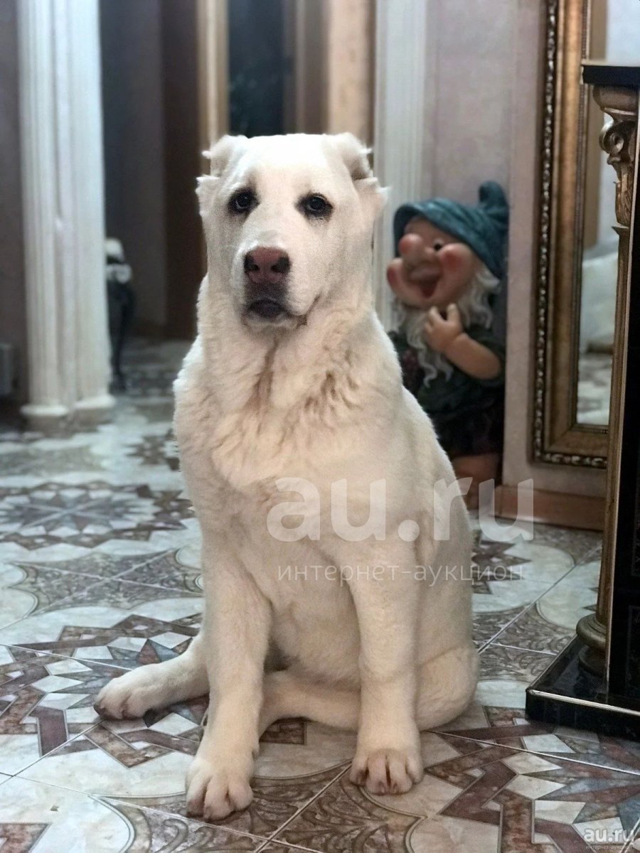 Лабрадор метис белый