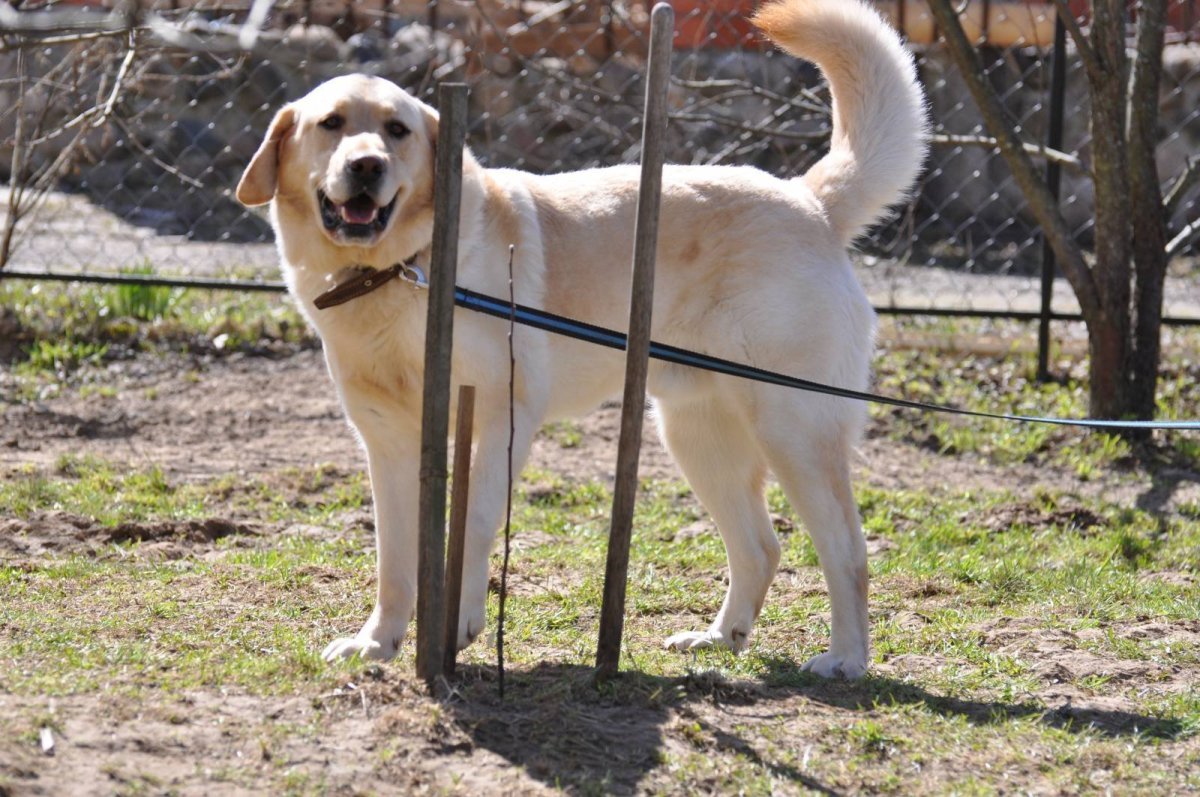 Метис алабая и шарпея