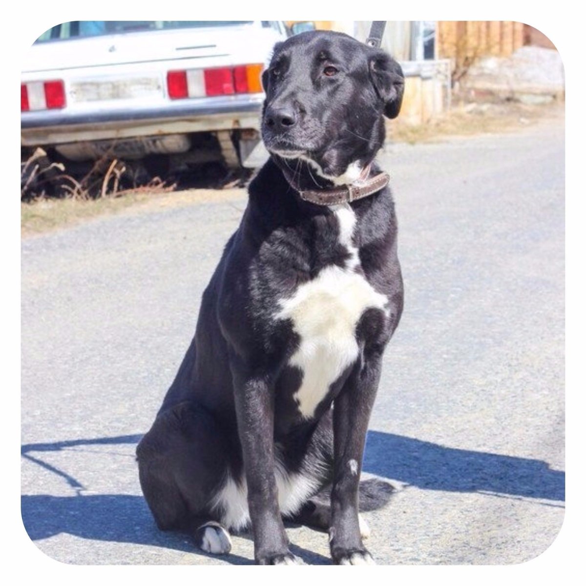 Щенок алабая и лабрадора