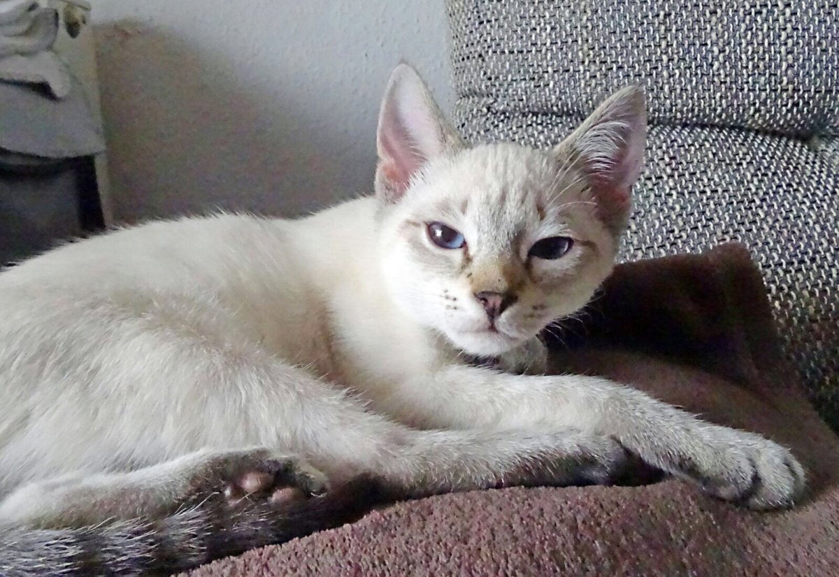 Тайская кошка сил тебби Пойнт смесь