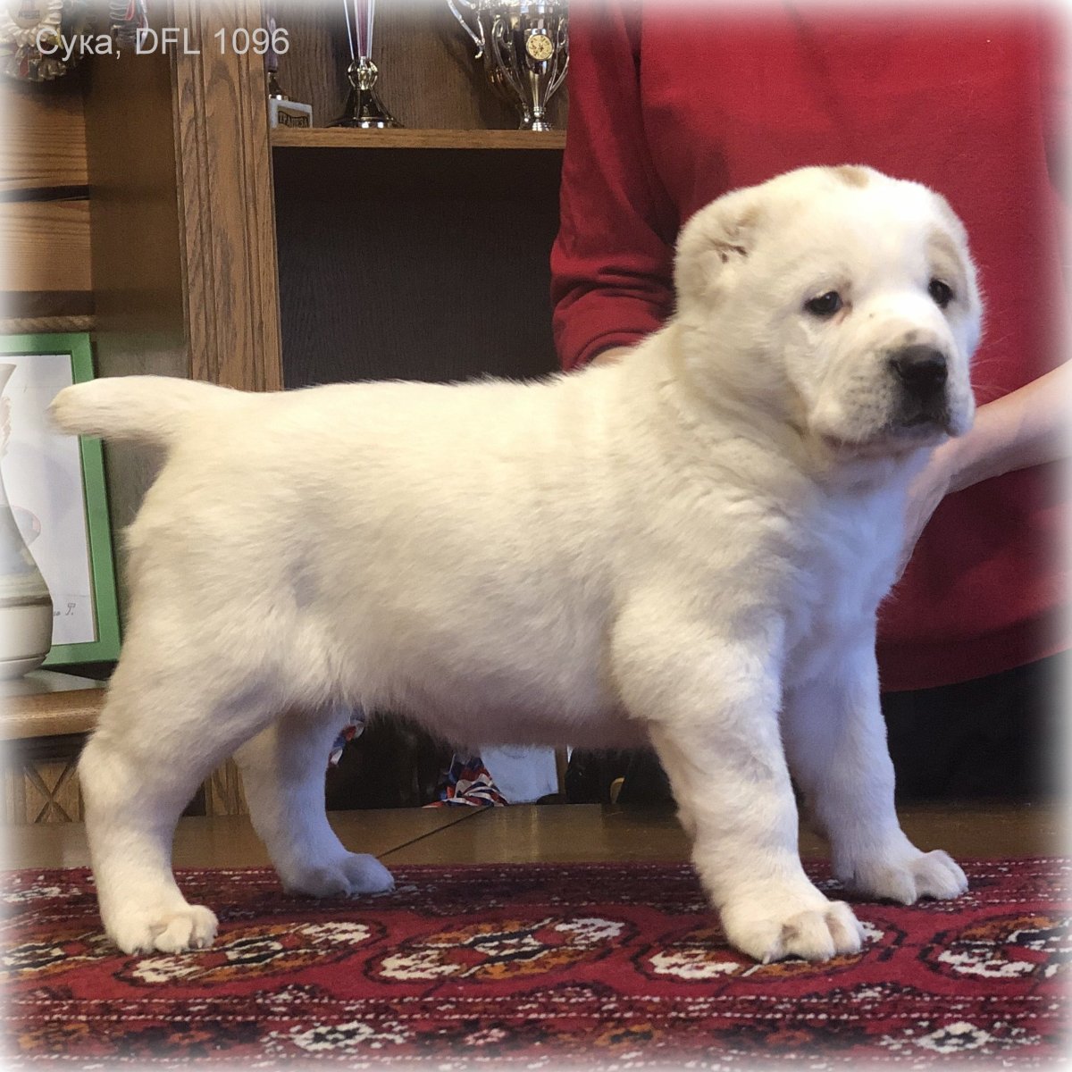 Метис овчарки и лайки щенки 2 месяца