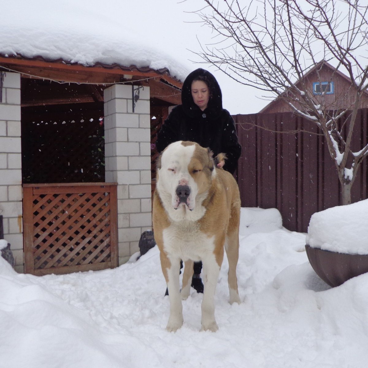 Собака метис алабая