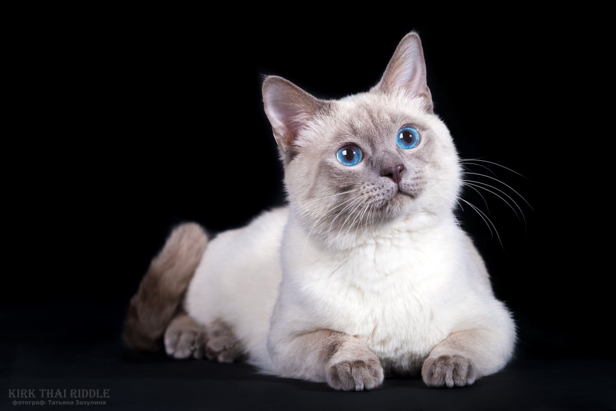 Тайская кошка Лайлак Пойнт