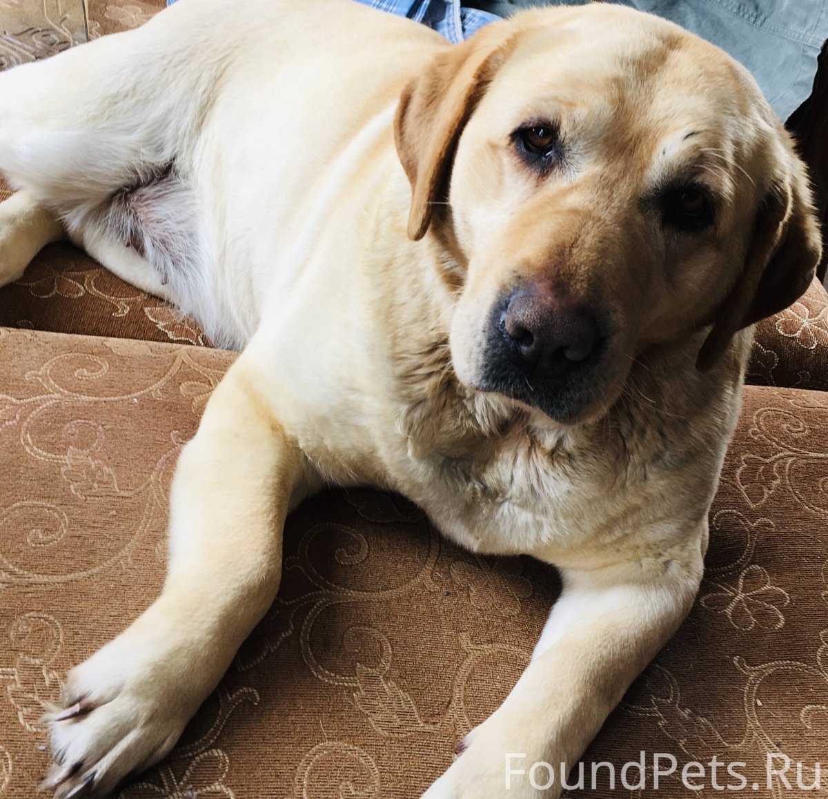 Алабай и лабрадор помесь