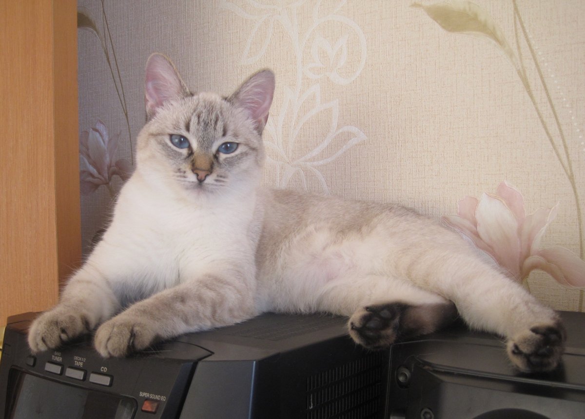 Тайская порода кого ненавидят