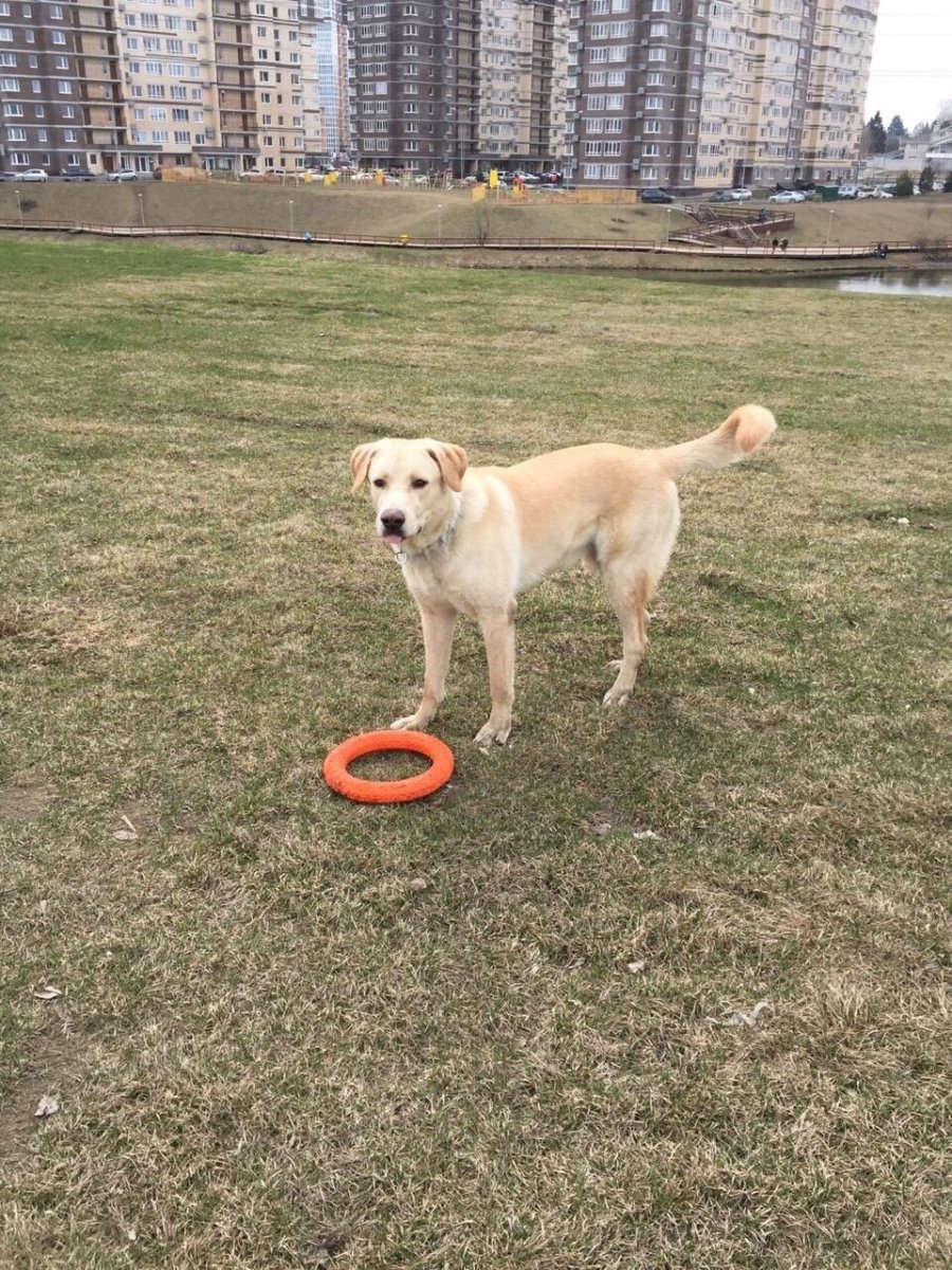 Щенок алабая и лабрадора