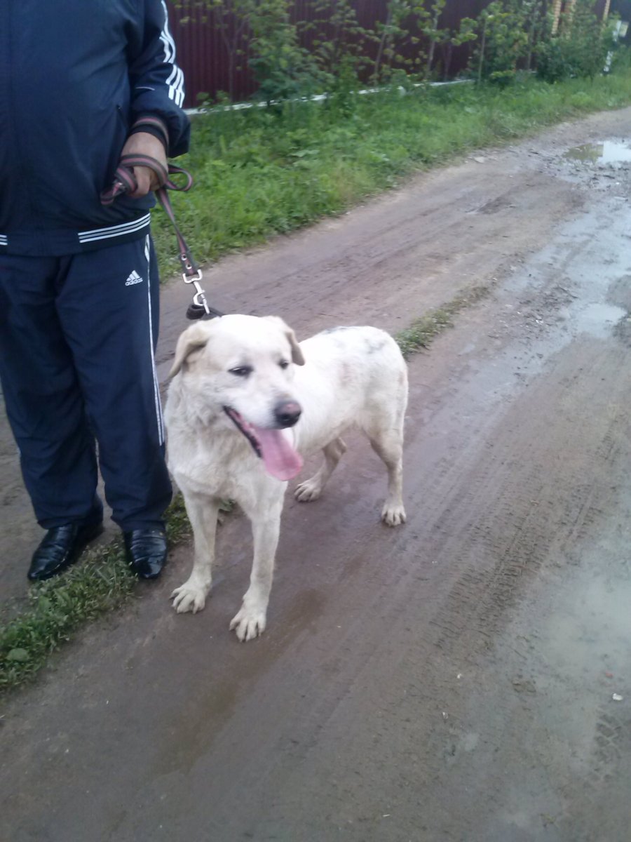 Алабай лайка метис