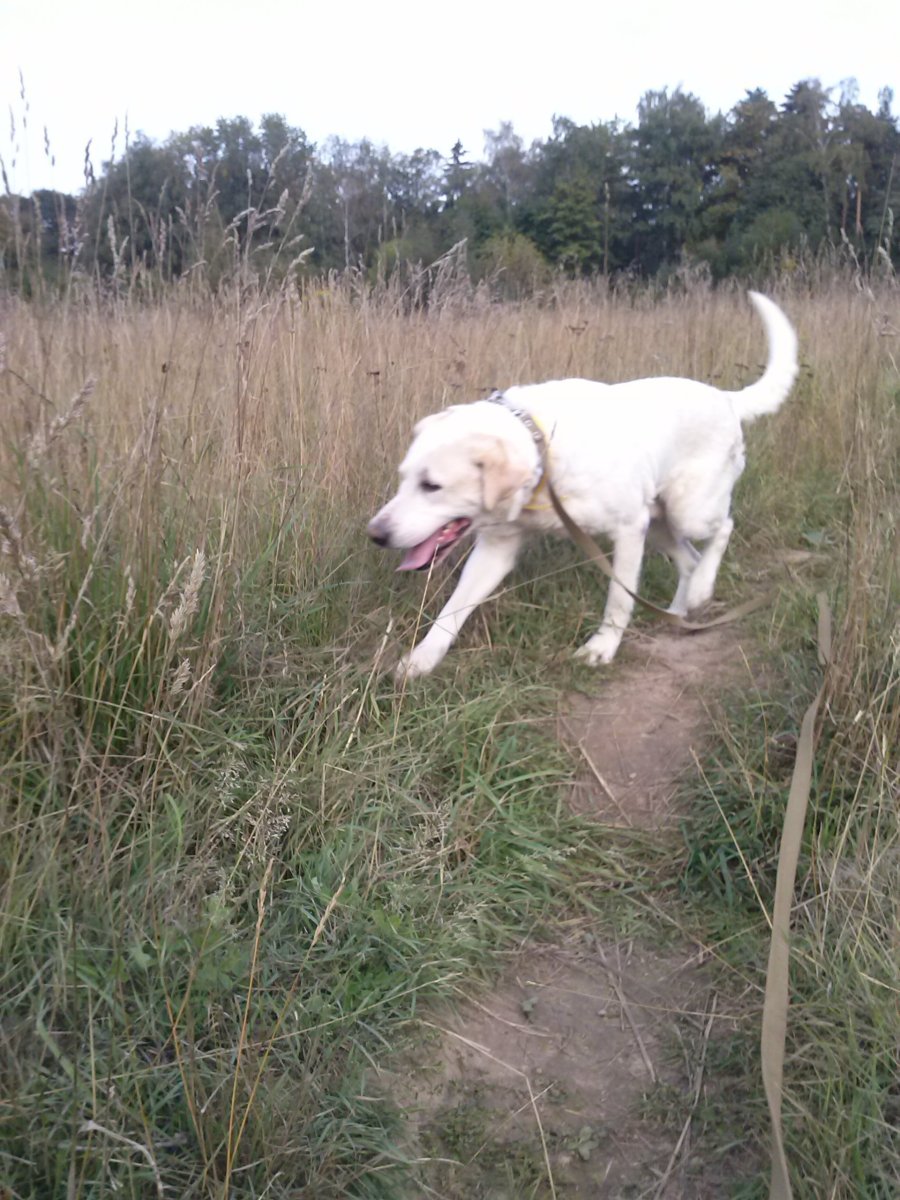 Алабай с лабрадором метис