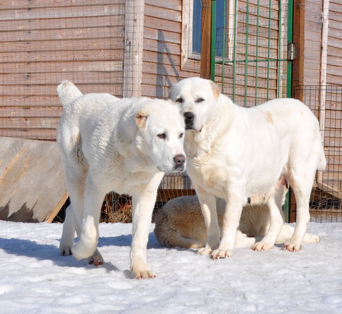 Мопс алабай бульдог метис