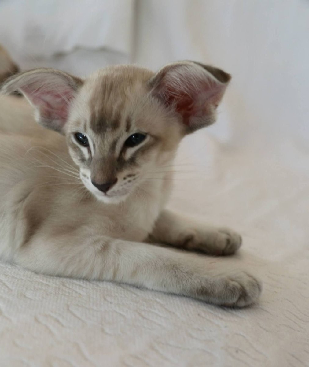 Балинезийская кошка табби Пойнт