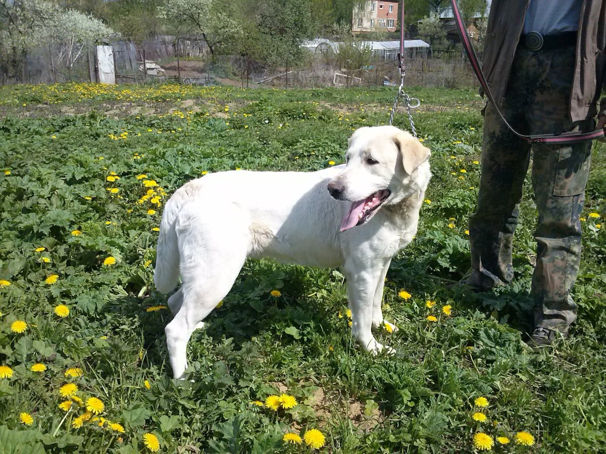 Метис дога и алабая