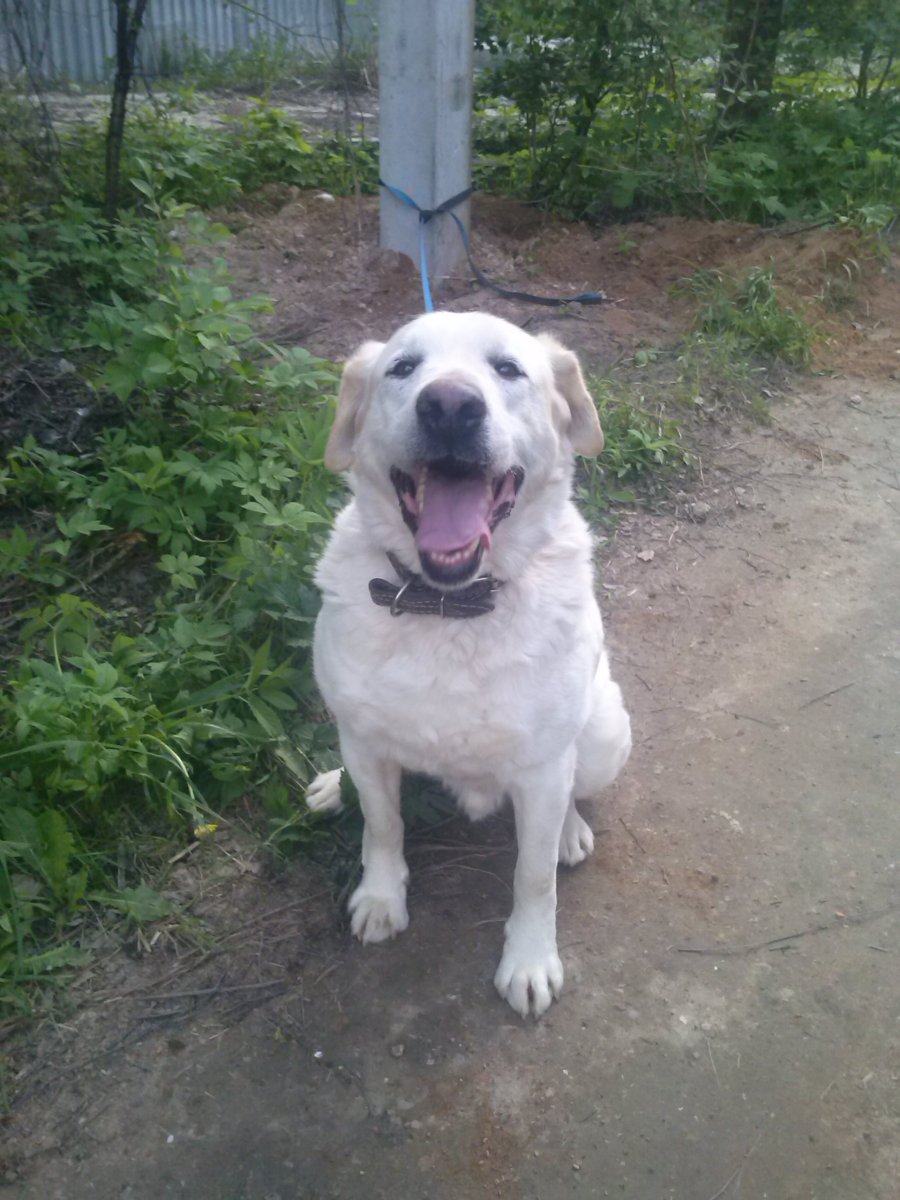 Метис лабрадора с алабаем