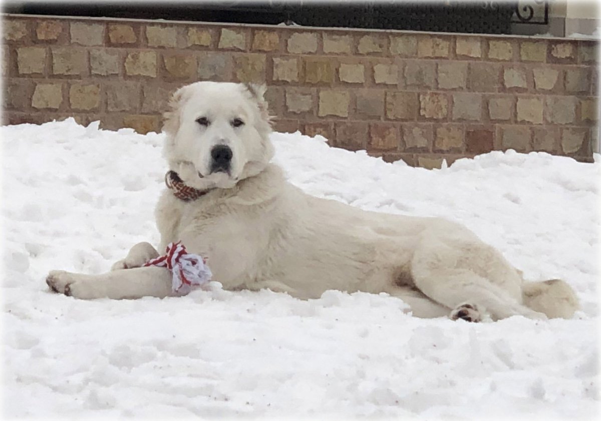 Алабай и лабрадор помесь
