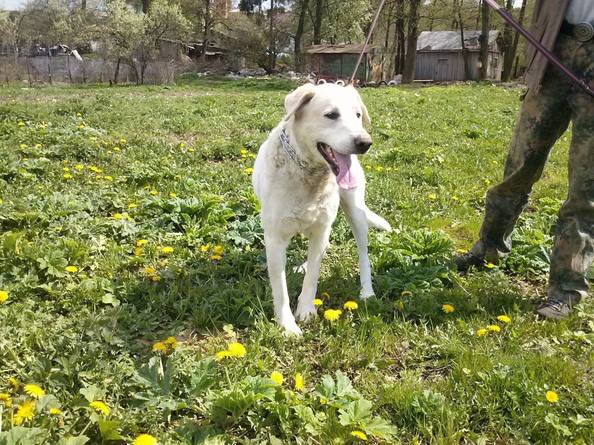 Алабай с лабрадором метис