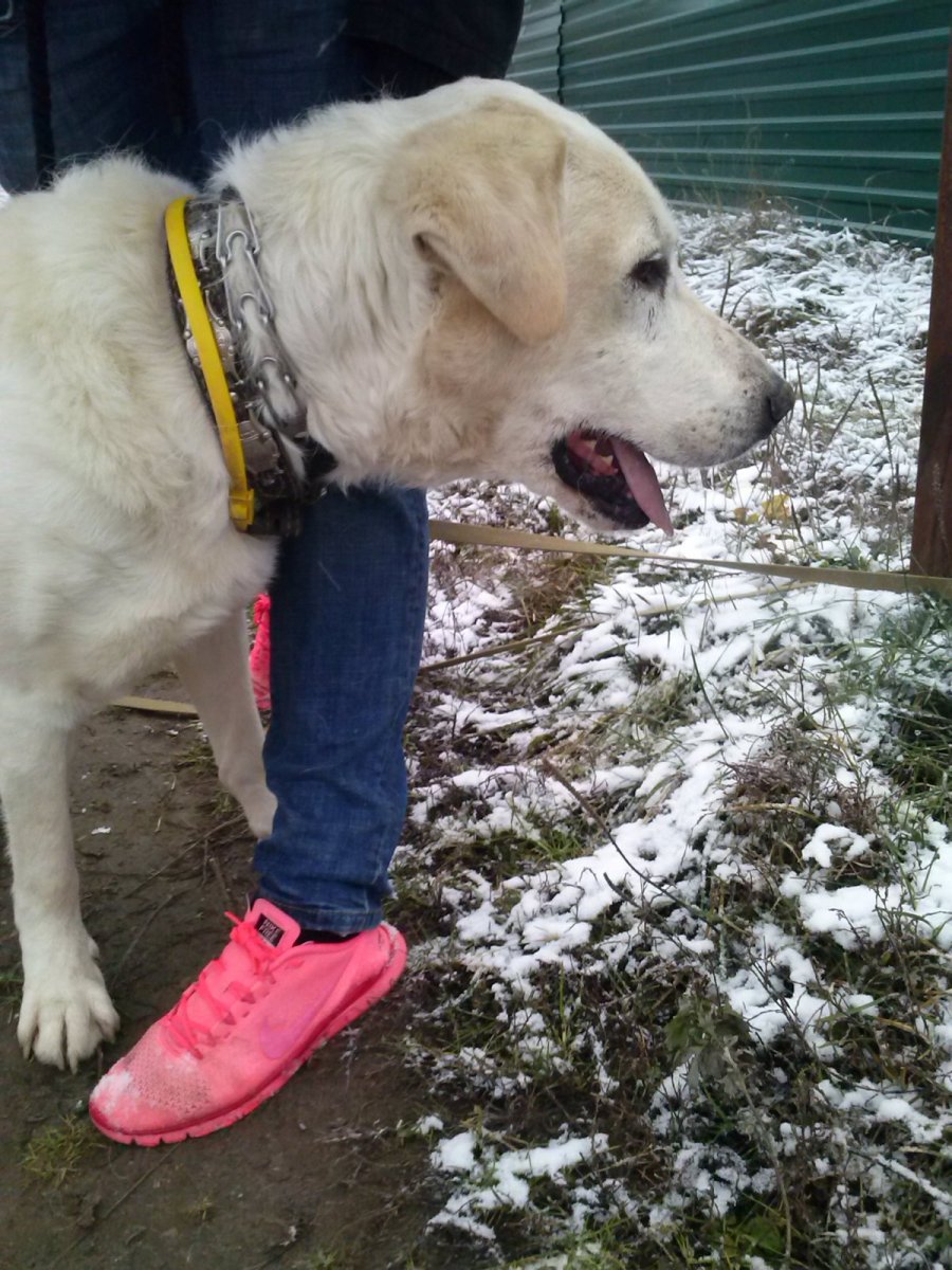 Алабай худой